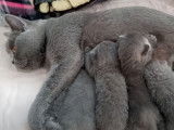 Cette chatte British Shorthair nourrit ses petits