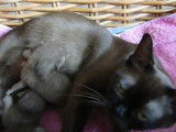 Une maman Burmese en train de nourrir ses chatons