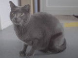Généralités sur la procréation chez le chat