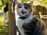 Les chaleurs chez la chatte
