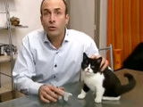 Questions sur les chaleurs chez la chatte
