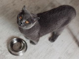 Un chat gris attend sa nourriture devant sa gamelle