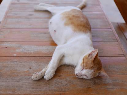Une chatte rousse et blanche enceinte d'une portée