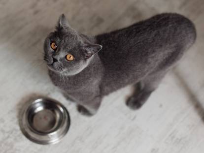 Un chat gris attend sa nourriture devant sa gamelle
