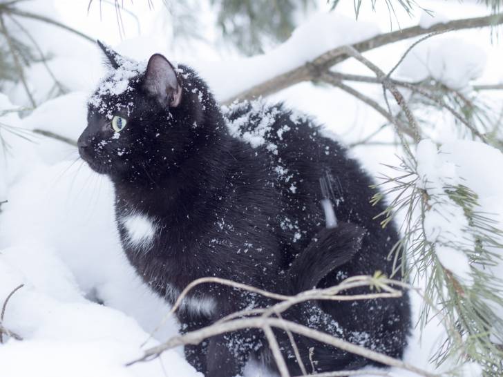 Proteger Son Chat Du Froid