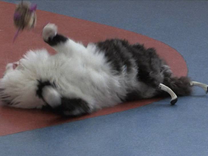 Un Veterinaire Bulgare Greffe Des Pattes Artificielles A Un Chat