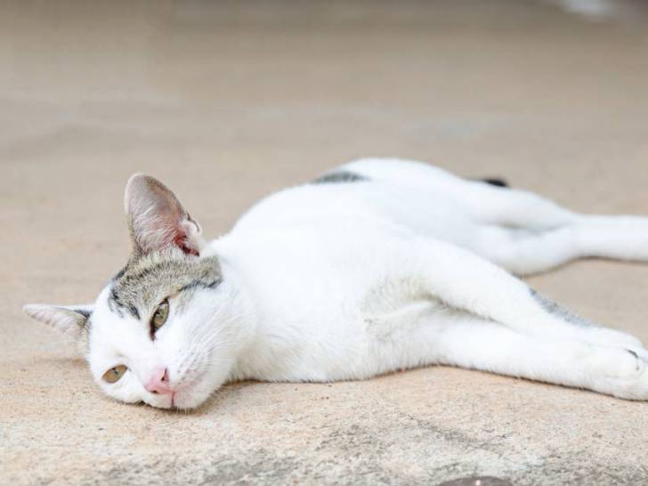 Chat fiévreux allongé sur le sol