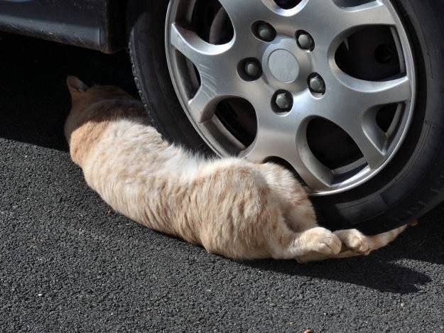 Chat couché en dessous de la roue d'une voiture