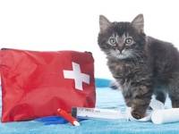Premiers soins : la trousse de secours du chat
