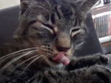 A La Tele Ce Soir Mon Chat Est Mort Ce Soir Forum Chats 2