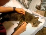 A La Tele Ce Soir Mon Chat Est Mort Ce Soir Forum Chats 2