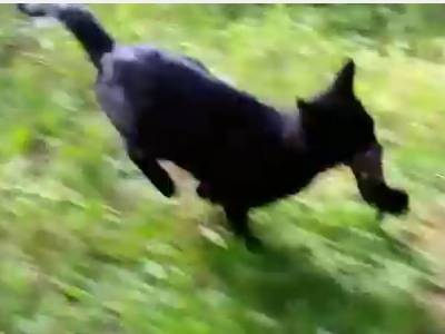 Une Maman Chat Qui Deplace Ses Chatons Video