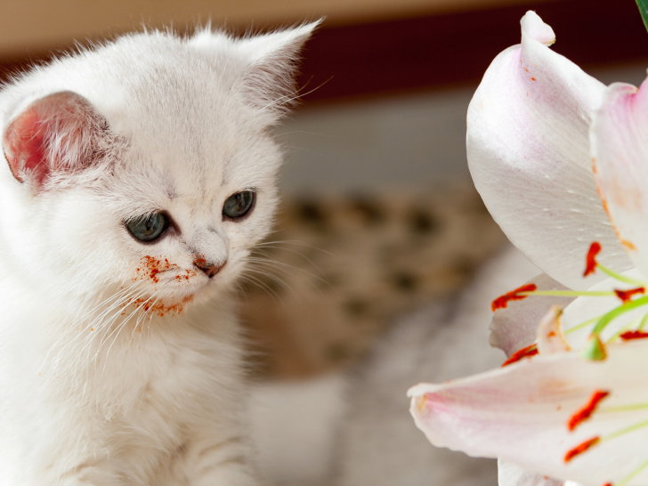 L Allergie Aerienne Du Chat