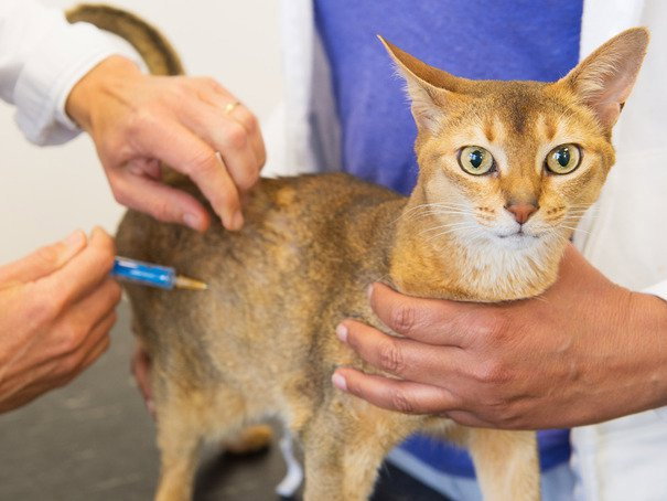 Le Vaccin Contre La Rage Du Chat