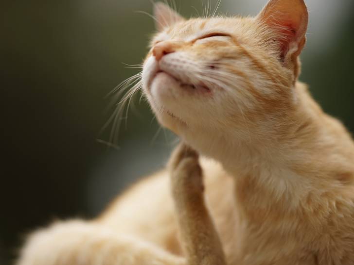 Un chat roux développant une allergie au insectes