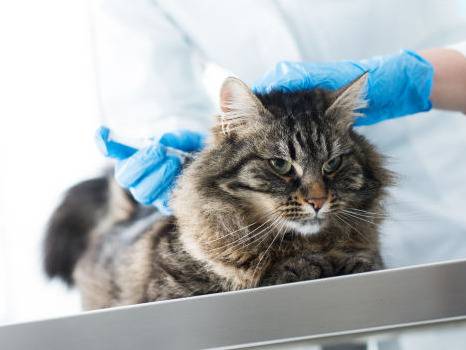 Le Vaccin Contre La Leucose Feline