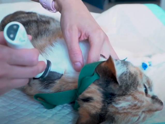 Un Particulier Peut Il Detecter Un Cancer Chez Son Chat Video