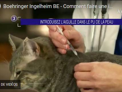 Comment Faire Une Piqure D Insuline A Son Chat Video