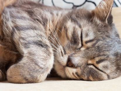 Un chat tigré allongé car malade du coryza