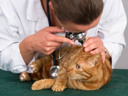 L'otite du chat : formes, symptômes et traitements