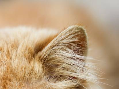 Chat sourd : la surdité du chat