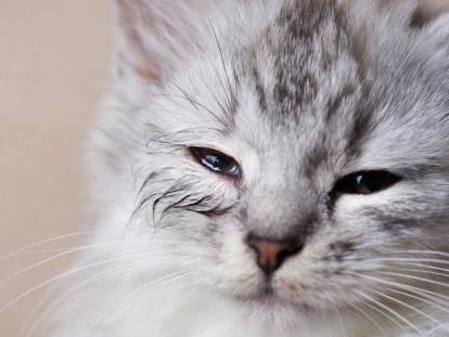 Un chat tigré gris souffrant d'une maladie aux yeux