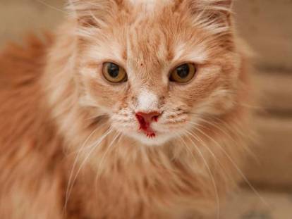 Vue proche d'un chat roux qui saigne du nez