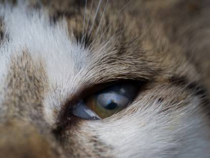 L Entropion Chez Le Chat Causes Symptomes Traitement