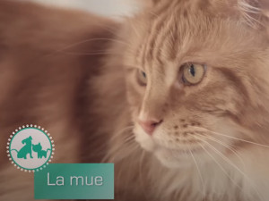 Les Symptomes Dermatologiques Du Chat