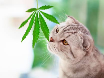 Un chat renifle une feuille de cannabis