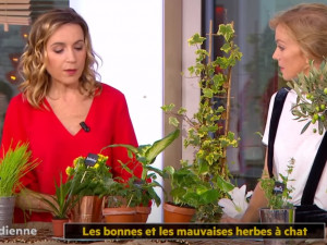 Le Lierre Une Plante Toxique Dangereuse Pour Le Chat