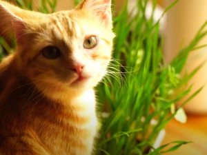 Comment cultiver des plantes dépuratives pour son chat