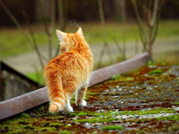 Vermifuge Pour Chat Pourquoi Et Comment Vermifuger Son Chat
