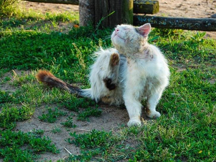 Les Poux Du Chat Transmission Detection Et Traitement