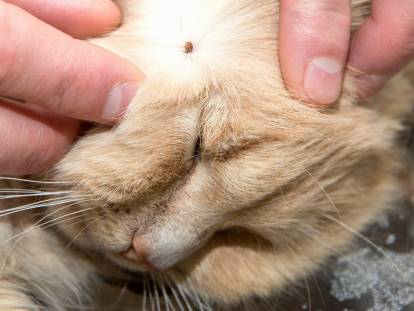 Tique implantée sur la joue d'un chat beige
