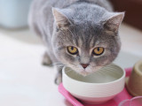 Combien De Temps Peut Il Tenir Sans Boire Ni Manger