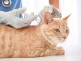 Vacciner Soi Meme Son Chat Sante Du Chat