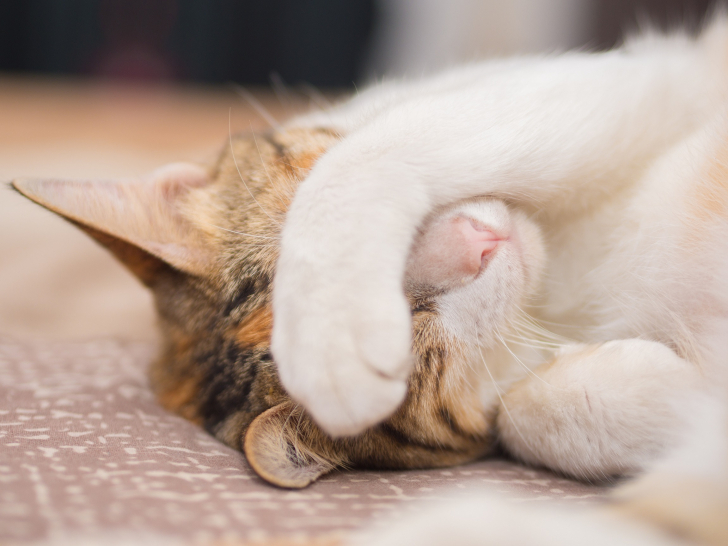 Les Carences En Vitamines Chez Le Chat