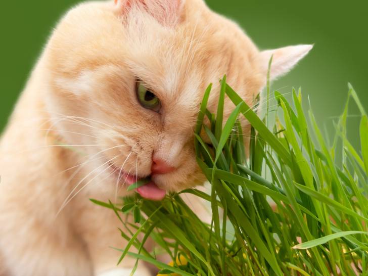 L Herbe A Chats Et Les Bienfaits Des Herbes Pour Le Chat