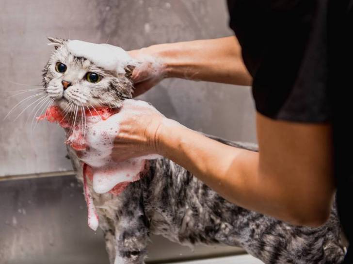 Faire un shampoing à son chat