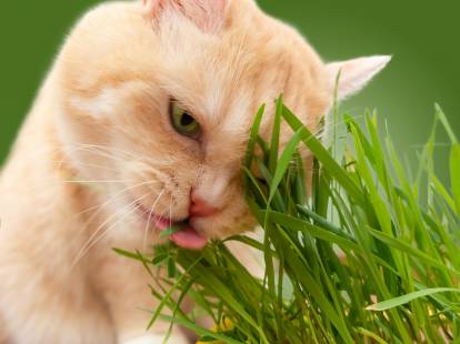Un chat roux clair léchant de l'herbe