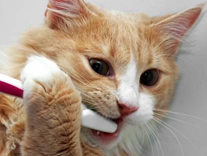 Un chat tigré roux se brossant les dents