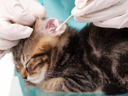 Un vétérinaire nettoyant l'oreille d'un chaton tigré