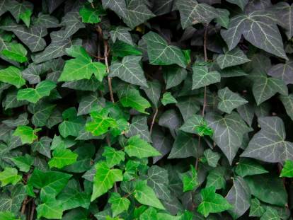 Le Lierre Une Plante Toxique Dangereuse Pour Le Chat