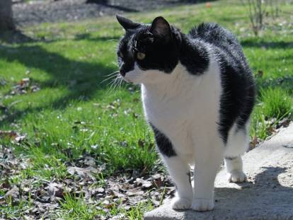 Un gros chat noir et blanc qui se balade dans le jardin