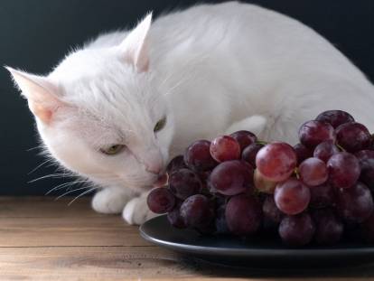 Un chat blanc reniflant du raisin rouge