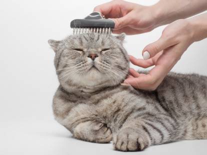 Un gros chat tigré gris se fait brosser la tête