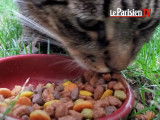 Certaines croquettes rendent-elles les chats obèses ?
