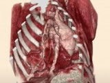 L'imagerie médicale vétérinaire : radiographie, endoscopie…