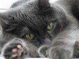 Vue proche d'un chat malade
